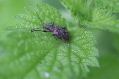 Phyllobius pilicornis