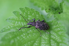 Phyllobius pilicornis