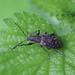 Phyllobius pilicornis - Photo (c) Michel Langeveld, some rights reserved (CC BY-SA), uploaded by Michel Langeveld