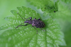Phyllobius pilicornis