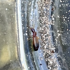 Paradromius linearis