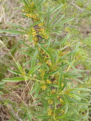 Rhamnus erythroxyloides
