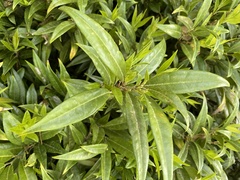 Sarcococca