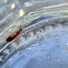 Paradromius linearis