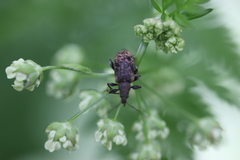 Phyllobius pilicornis