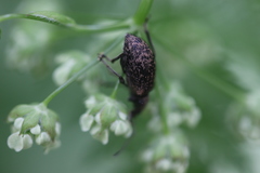 Phyllobius pilicornis