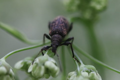 Phyllobius pilicornis