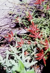 Castilleja tenuiflora