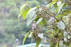 Turdus maculirostris