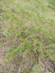 Rhamnus erythroxyloides