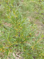 Rhamnus erythroxyloides
