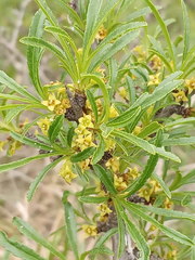 Rhamnus erythroxyloides