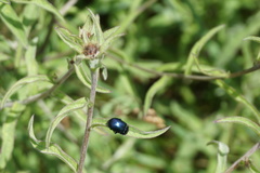 Oreina caerulea