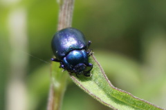 Oreina caerulea