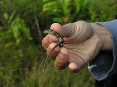 Trachylepis gravenhorstii