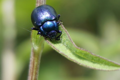 Oreina caerulea