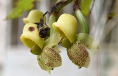 Catasetum schunkei