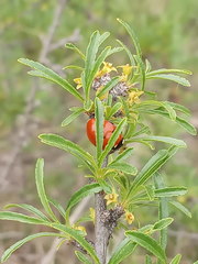 Rhamnus erythroxyloides