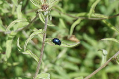 Oreina caerulea