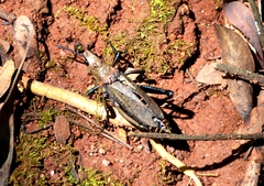 Dictyophorus griseus