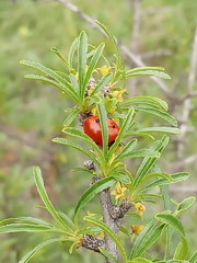 Rhamnus erythroxyloides