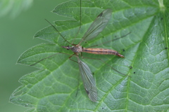 Tipula livida