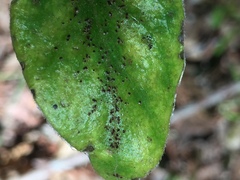 Puccinia vincae