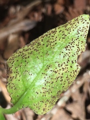 Puccinia vincae