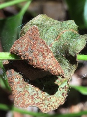 Puccinia vincae