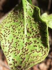 Puccinia vincae