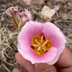 Calochortus ciscoensis