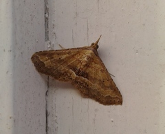 Lepidoptera
