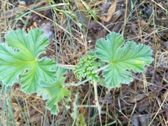 Pelargonium capitatum