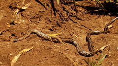 Philodryas chamissonis