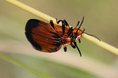 Lycus rostratus