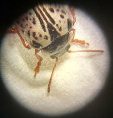 Calligrapha multipunctata