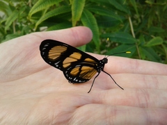 Methona themisto