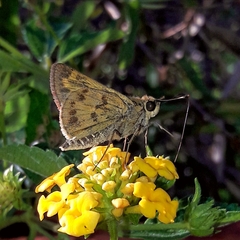 Polites vibex catilina