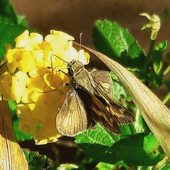 Polites vibex catilina