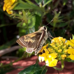 Polites vibex catilina