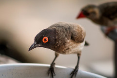 Pycnonotus nigricans