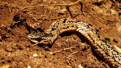 Philodryas chamissonis