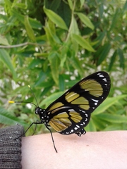 Methona themisto
