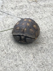 Gopherus polyphemus