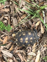 Gopherus polyphemus