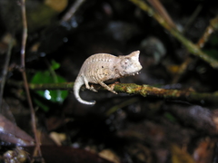 Brookesia superciliaris