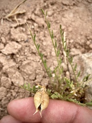 Astragalus eastwoodiae