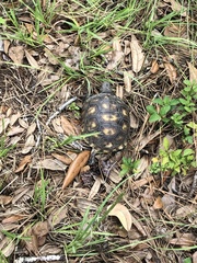 Gopherus polyphemus
