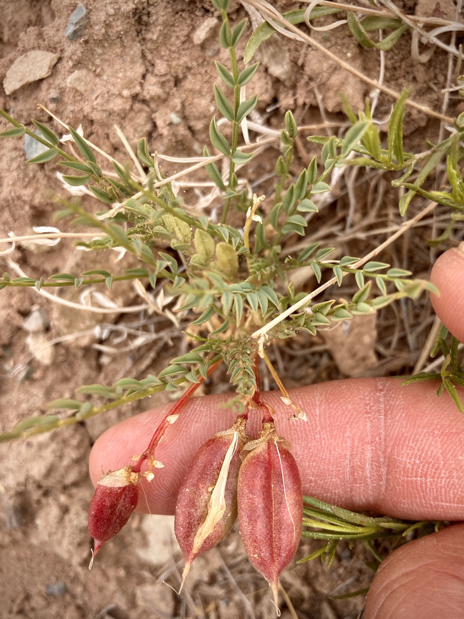 Astragalus eastwoodiae