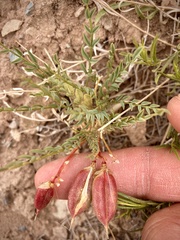 Astragalus eastwoodiae